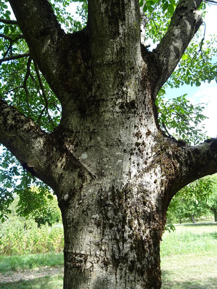 dividing branches of a grafted tree